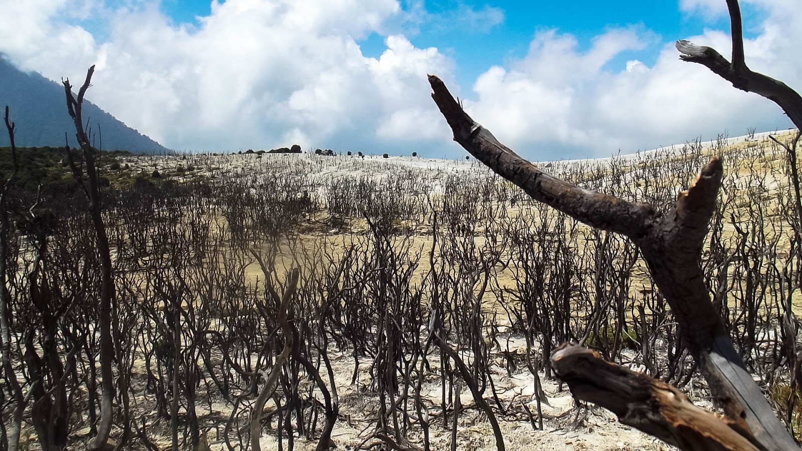 HUTAN MATI GUNUNG PAPANDAYAN